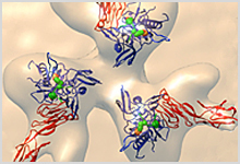 HIV envelope protein binding sites.