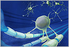 Artist’s representation of oligodendrocyte.
