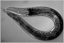 Caenorhabditis elegans