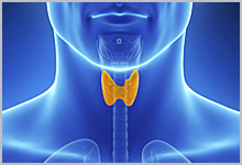 Illustration of a thyroid gland.