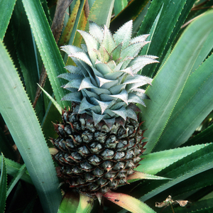 Bromelain