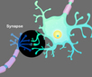 Brain Basics image of synapse
