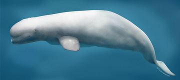 Cook Inlet beluga whale illustration