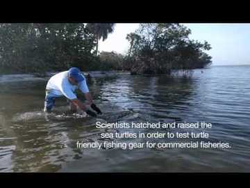 FishNews 243 sea turtle video capture