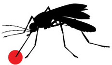 Image: Mosquito in black silhouette