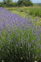 Lavender fields on Lockwood Farm in Skaneateles, New York.