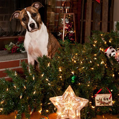 Holiday pet safety