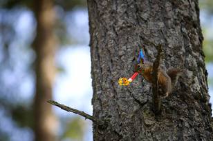 Douglas Squirrel New Years