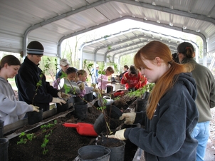 Potting seedlings at KC Nursery photo