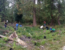 Volunteer plant staging photo