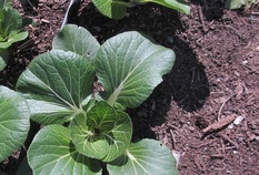 Edible plant in soil compost