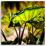 Luminescence, Larey McDaniel