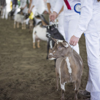 NW All-Breed Goat Show