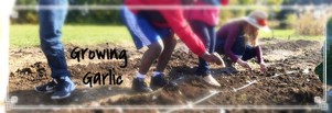 growing garlic wsgi