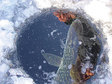 Fish and Ice