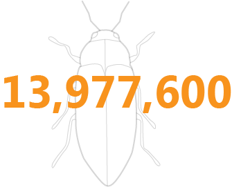 insect graphic