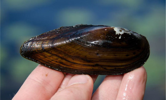 Eastern pondshell in hand