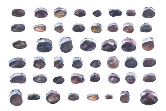 photos of Wisconsin's mussel species