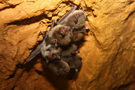 little brown bats hibernating