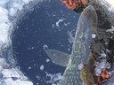 Ice Fishing in Wisconsin