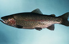 Early Season Catch and Release Trout