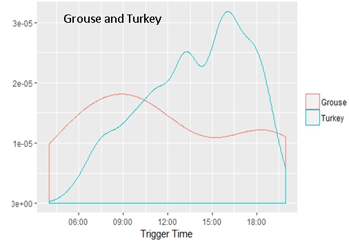 Grouse_Turkey