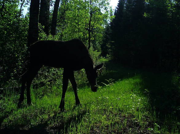 Oneida County - Moose