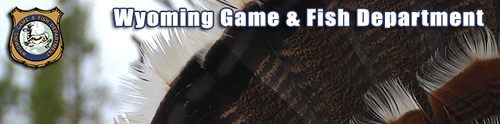 Spring wild turkey hunting