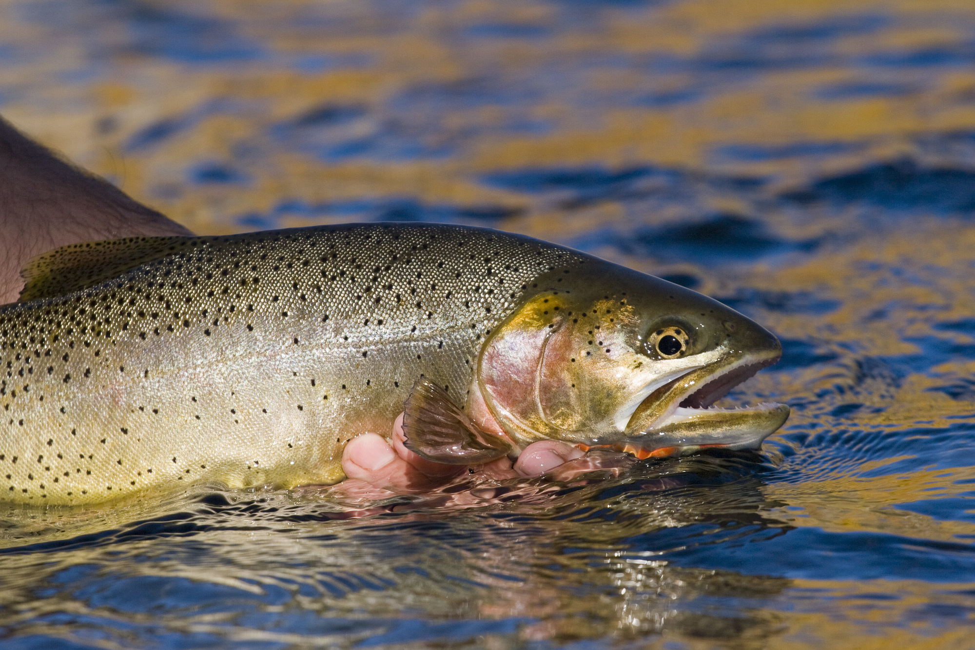 2015 small game, bird and fishing licenses on sale now, big game