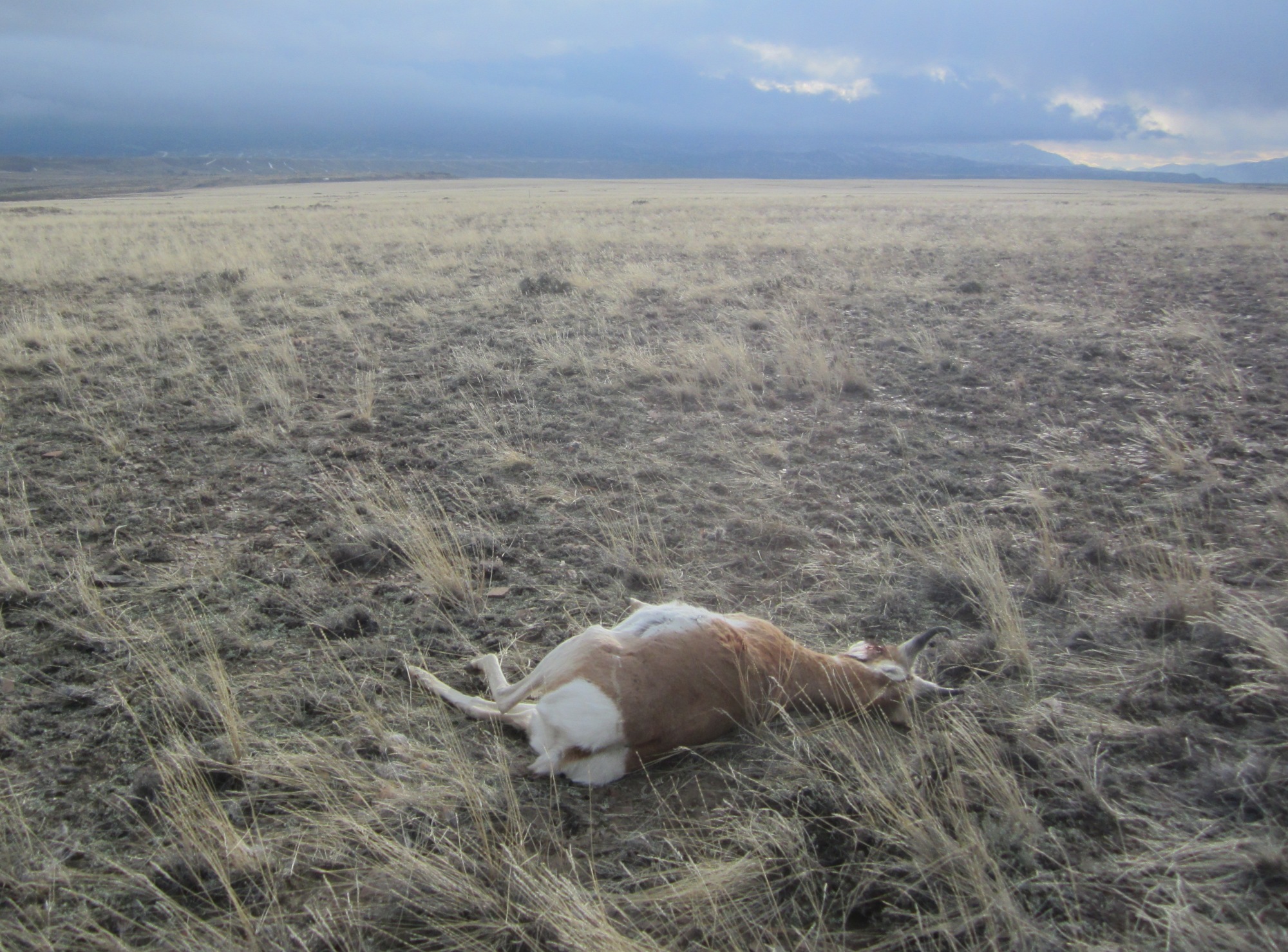 Buck antelope shot and left to waste in Diamond Basin southwest of Cody
