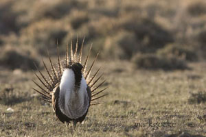 sagegrouse1
