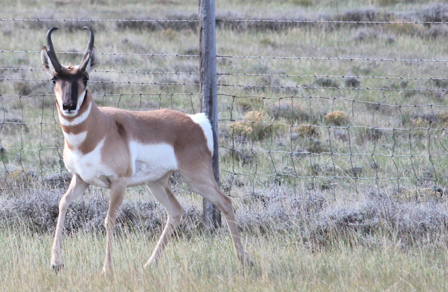 antelope gov delivery