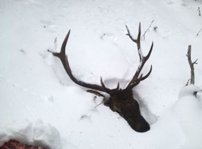 MG-buried elk