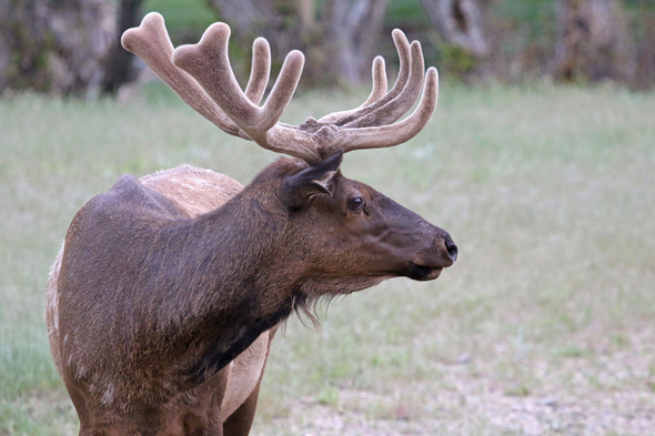 bull elk in velvet