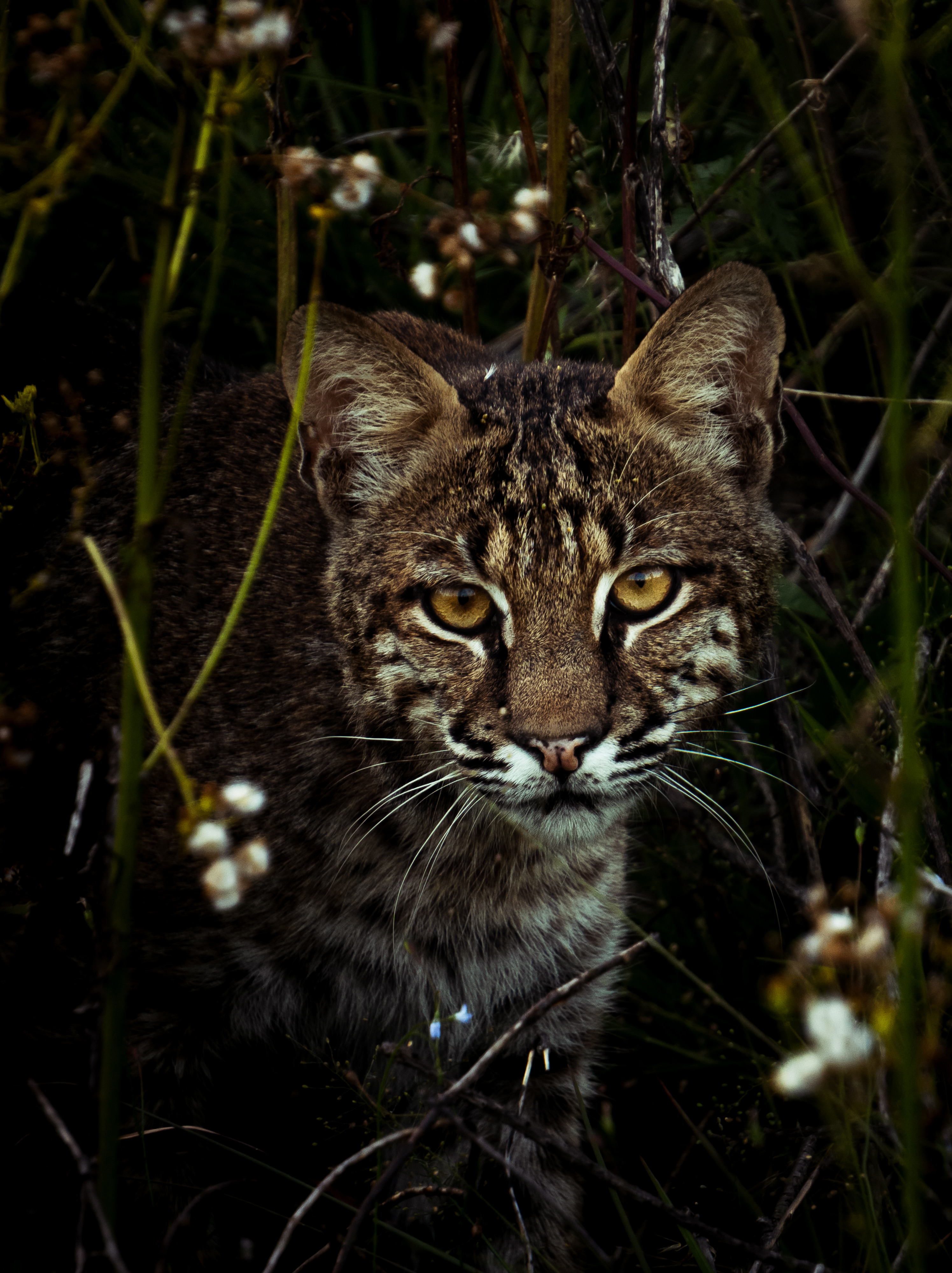 Elijah Lamb took first place in the Wildlife Category of the 2022 Outdoor Alabama Photo Contest with this image of a bobcat in the Tuskegee National Forest.