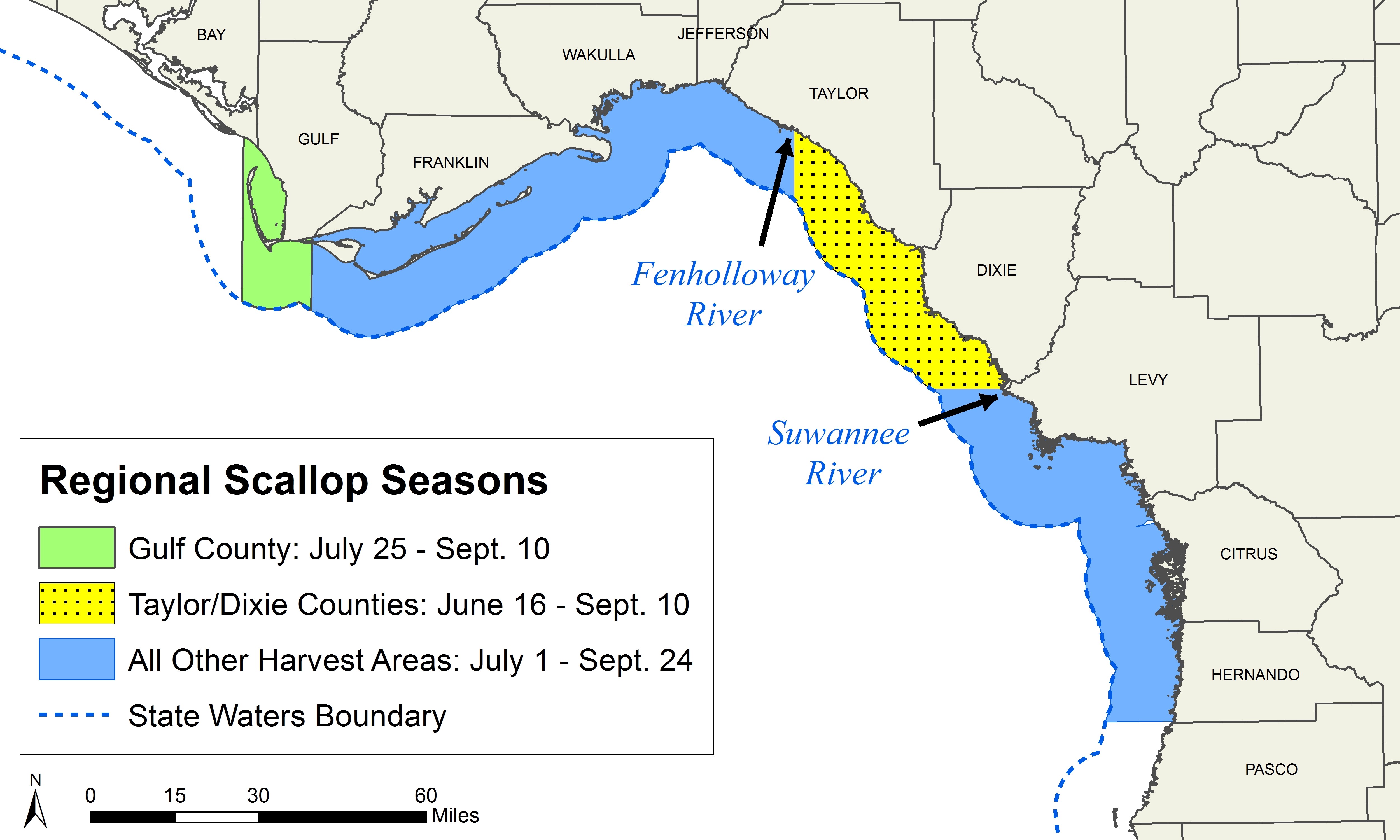 2017 bay scallop season in Dixie/Taylor counties starts June 16