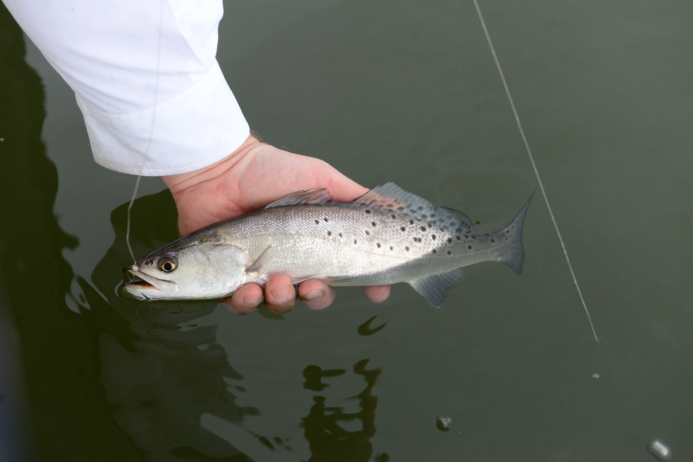 As Midstate weather cools down, fish bite picks up