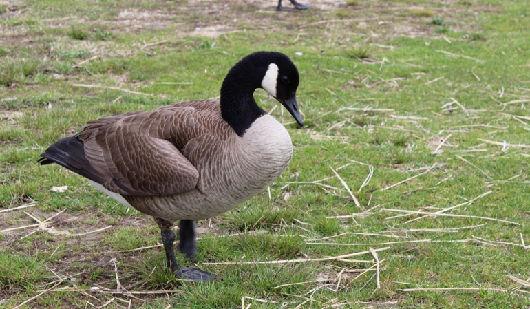 How to prevent or reduce Canada geese conflicts