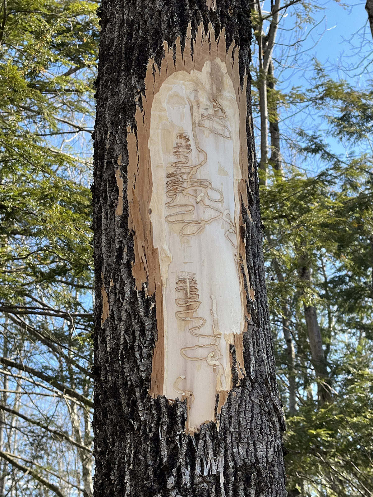 Maine peeled Ash showing EAB damage