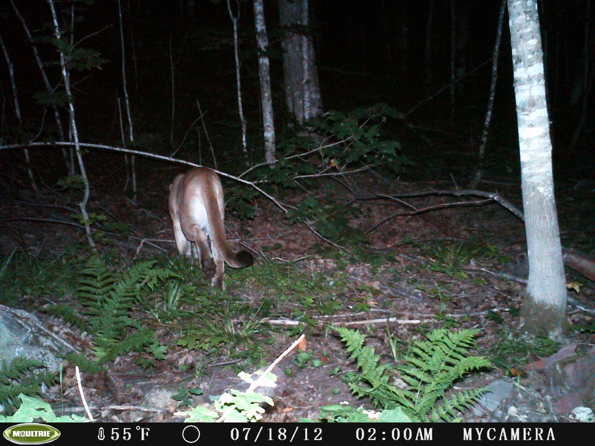 DNR verifies trail camera photo of cougar in northern Marquette County
