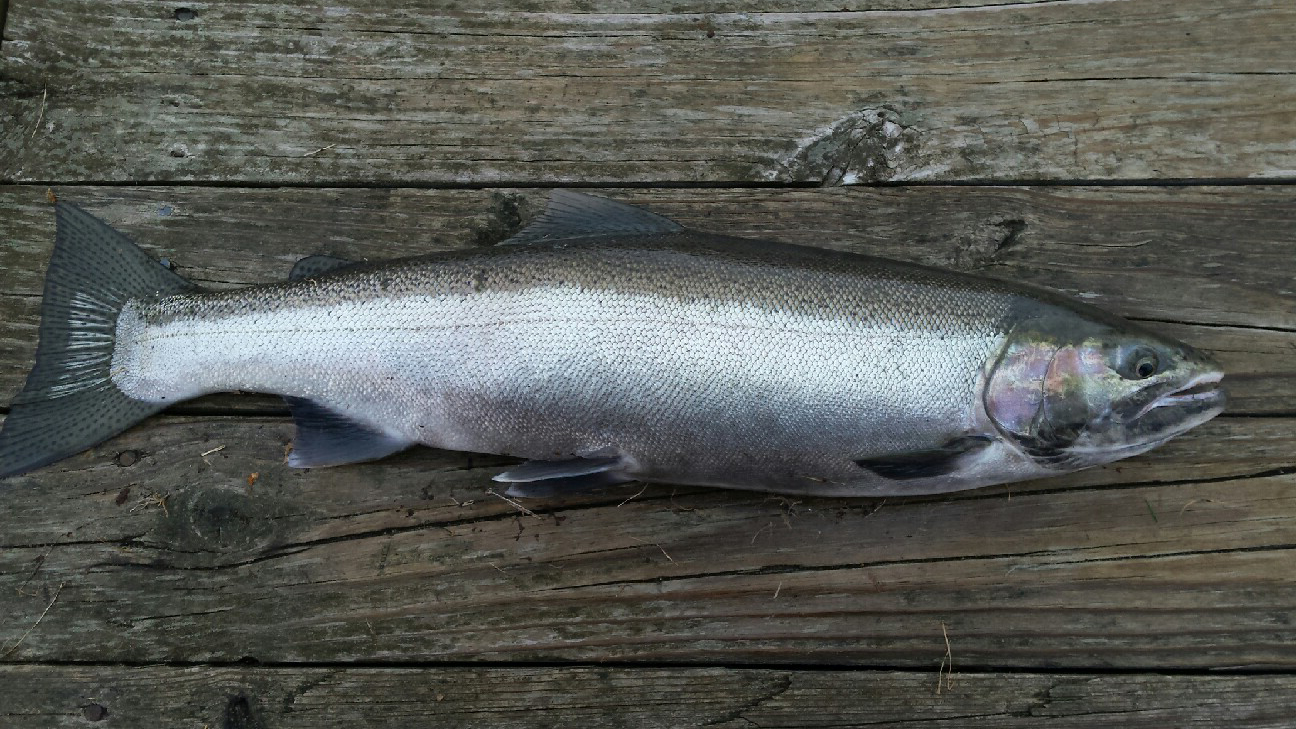 DNR aims to rear more steelhead at Thompson State Fish Hatchery