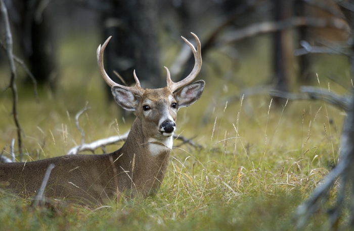 Michigan conservation officers share tips for safe bowhunting