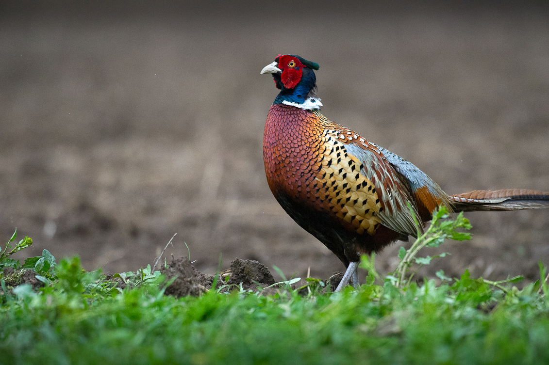 Pheasant season offers growing opportunities for hunters