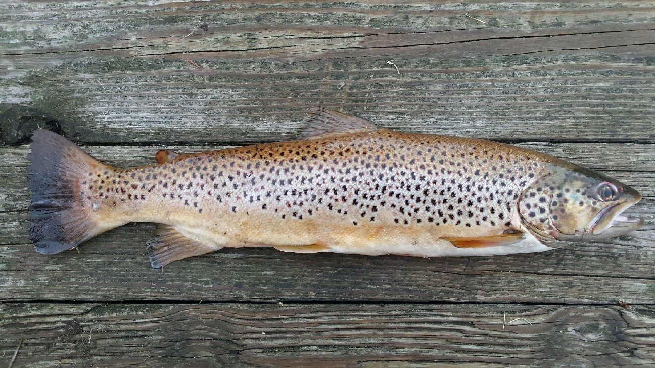 Large trout stocked in Clinton, Huron rivers bring fishing opportunities