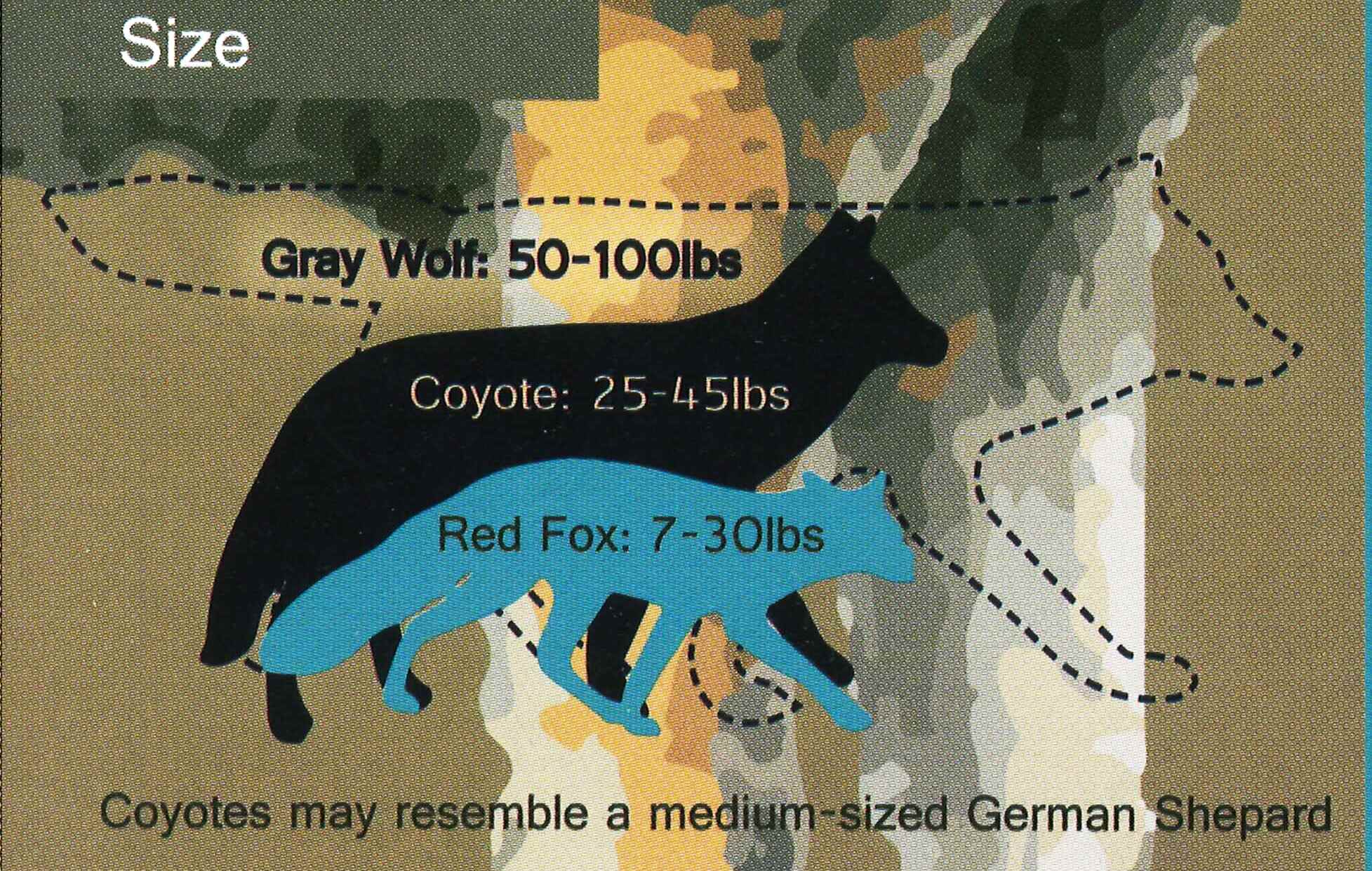 Coyote Size Chart