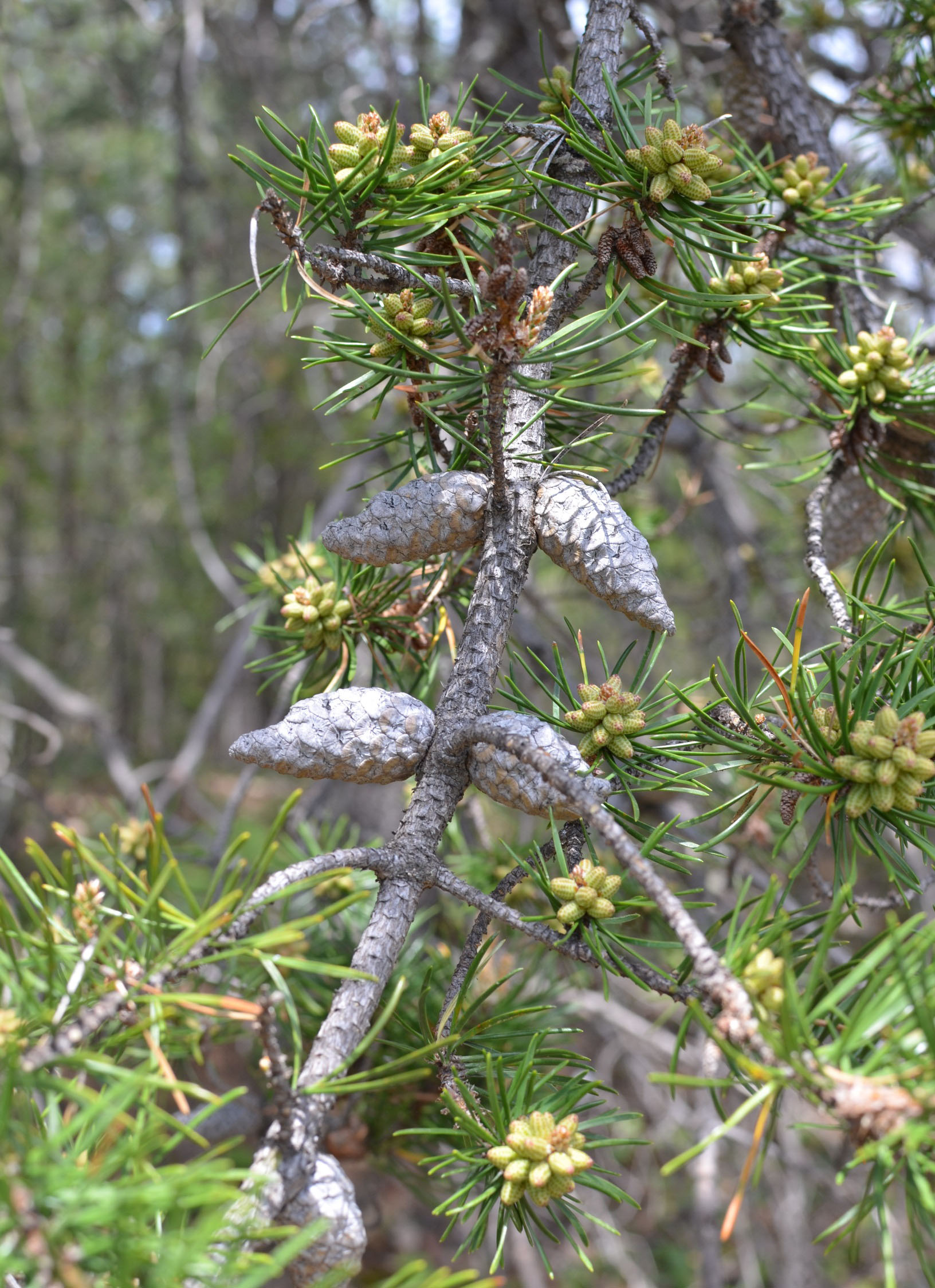 Bob St.Pierre on X: PINE CONE PONDERING Tonight's dog run left me  considering the variety of ways plants spread their seed. From pine cones  to maple helicopters to oak acorns to milkweed