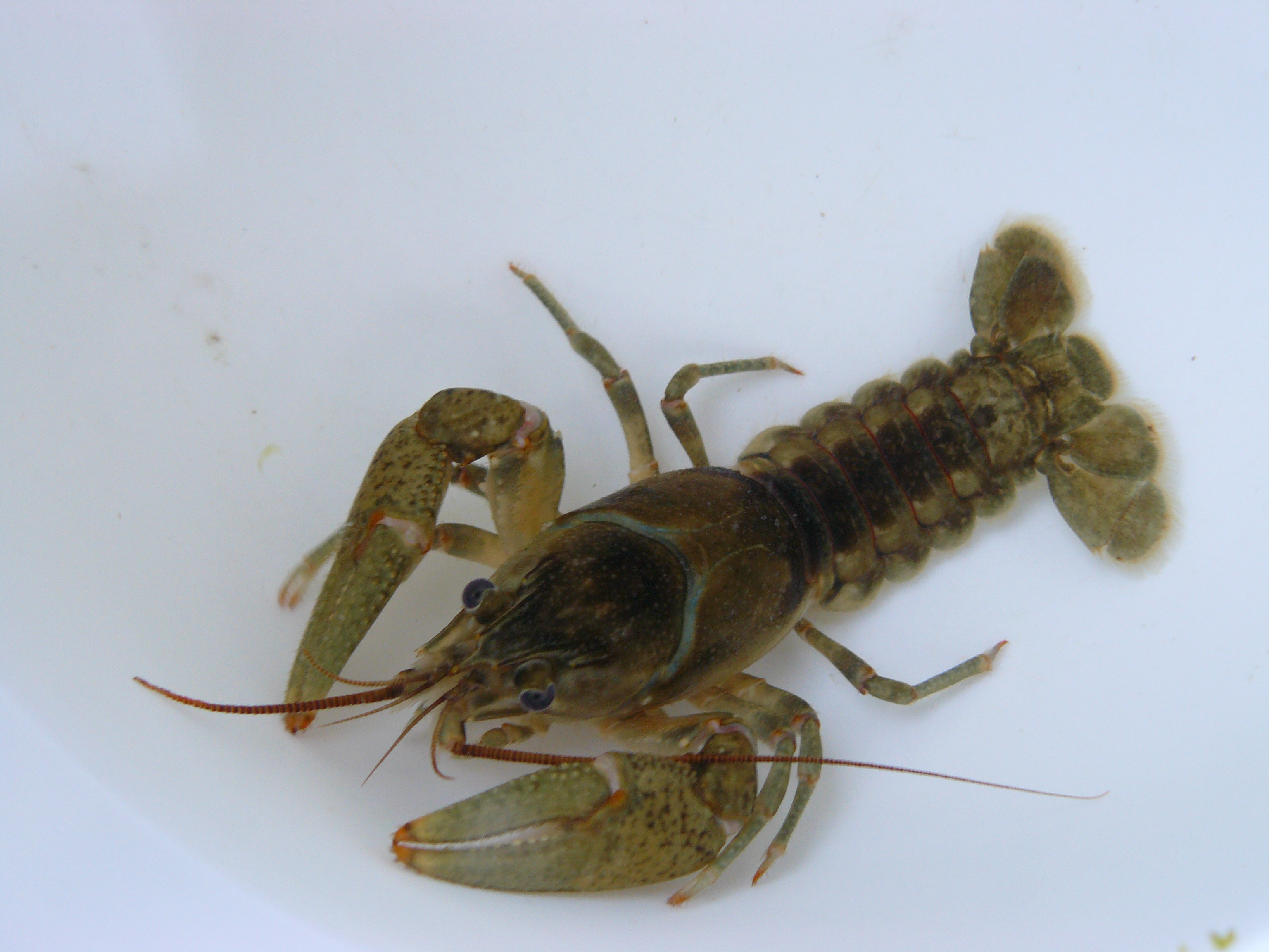 Crayfish monitoring to begin this month in Upper Peninsula