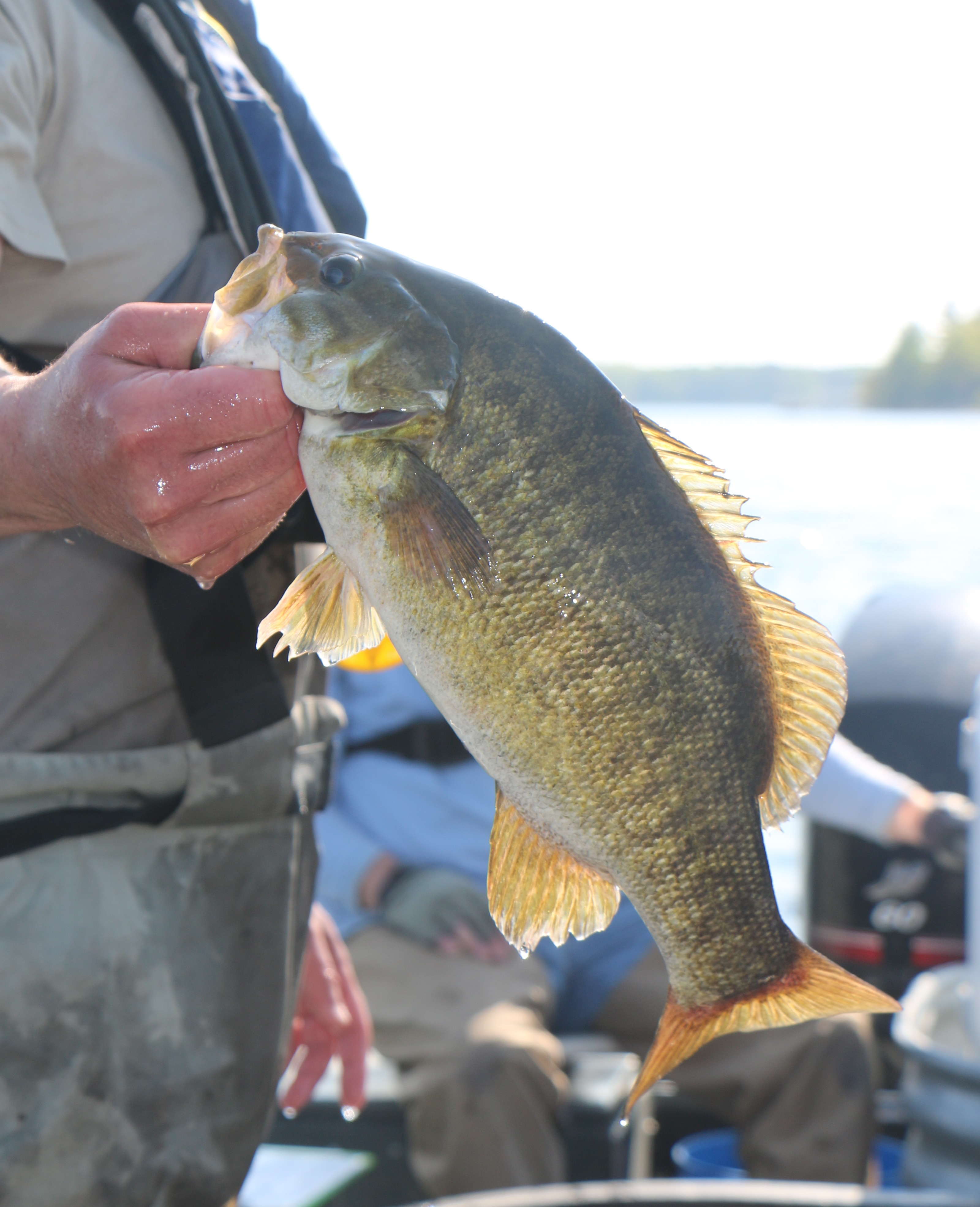 Showcasing the DNR: Michigan bass fishing, a closer look