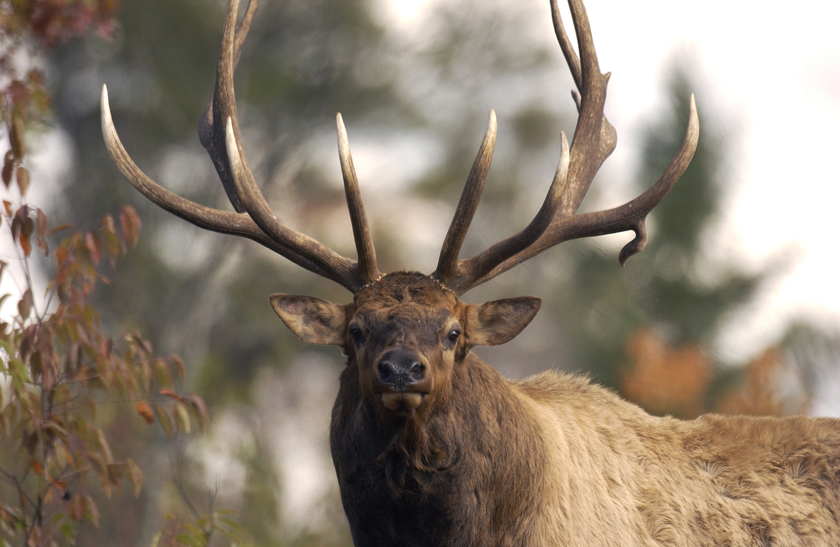 Showcasing the DNR Michigan's elk centennial
