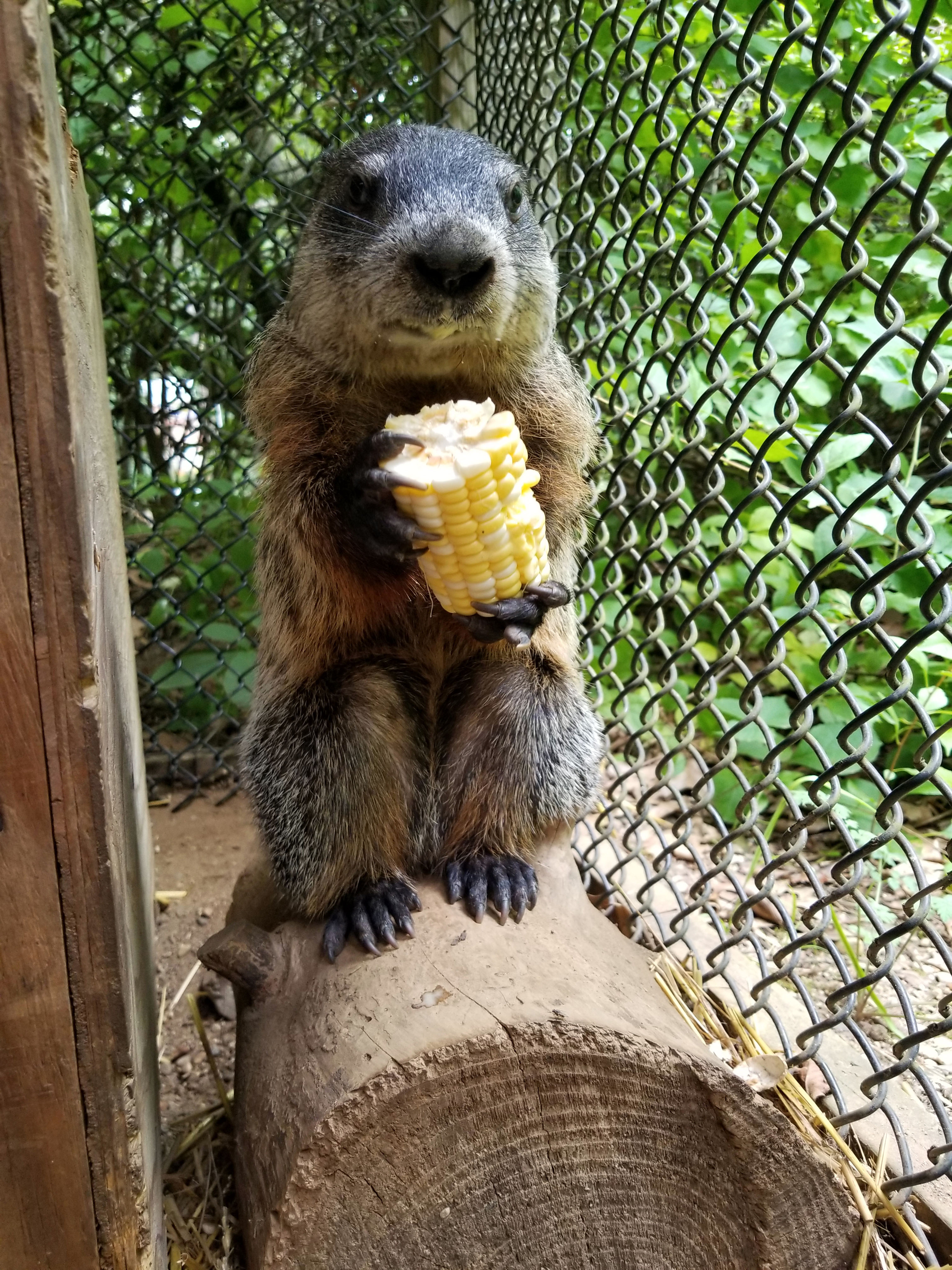DNR Michigan's groundhog prepares for perennial prognostication